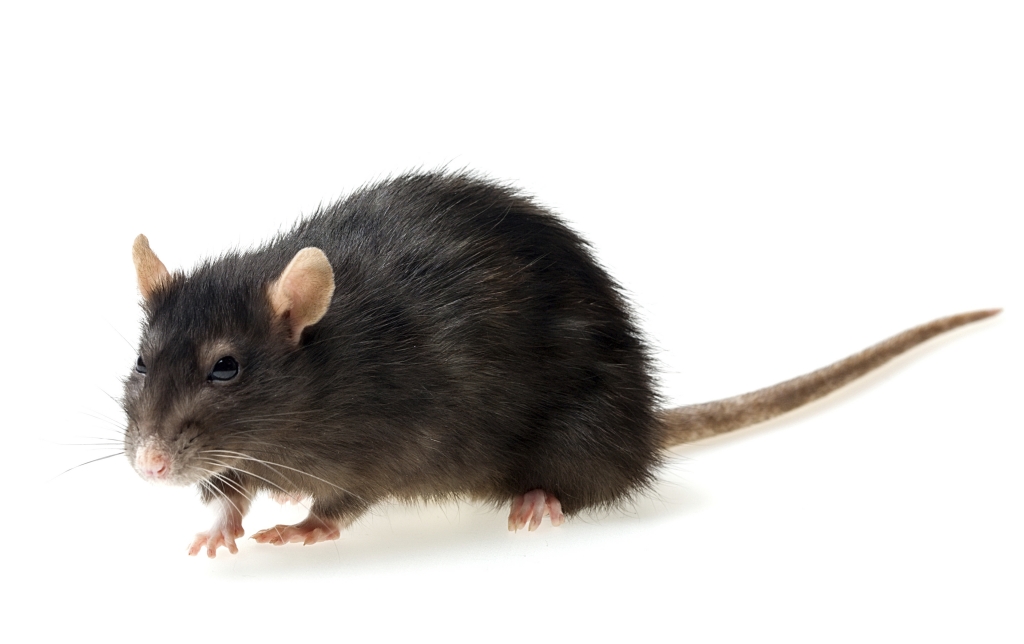 Looking for Rodent Control or Rodent Removal ? Rat Rodent
